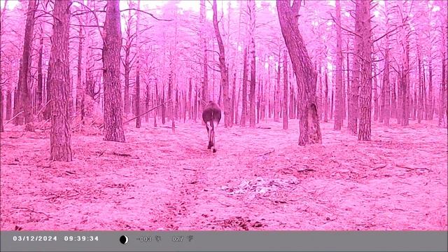 Кто ходит перед камерой в диком лесу? смотреть онлайн