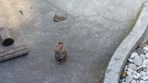 Московский зоопарк. 🐒 Обезьянка так смотрит , что хочется дать  ей вкусненького, а это запрещено