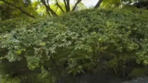 Создание ландшафта в японском ㊙️ стиле.