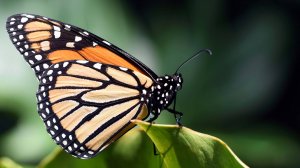 Живут несколько дней и пьют птичьи слезы. Неожиданные факты о бабочках