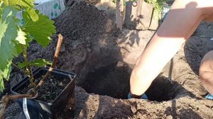 Посадка саженца винограда 💁🍇