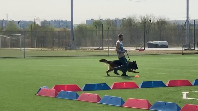 1 Отл. КЧК FORDAS Gelezinis Vilkas +++ №17 / КЧК ХАБАРОВСК 11 мая`25 Е.Шайхудинов Моно немецких овча