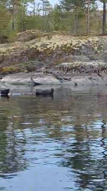 Ладожские кольчатые нерпы