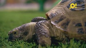 Что нужно знать, прежде чем завести черепаху? Почему черепаха медленно ходит? И чем ее кормить?
