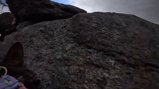 Что будет, если дать собаке в лапы камеру? смотреть онлайн