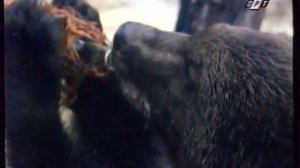 Анонсы, программа передач, часы (ОРТ, 13.09.1996)