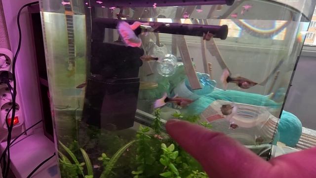 Какие Гуппи купить! Белая канада, самки тоже красивые. Обзор аквариума смотреть онлайн