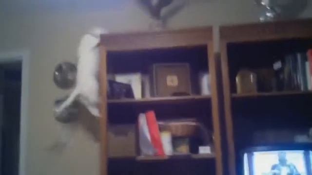 Прикольное видео. Прыжки кошек смотреть онлайн