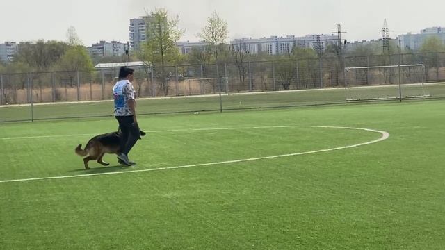 3 Отл. СМИЛГА Ис Сапиегинес +++ №46 / КЧК ХАБАРОВСК 11 мая`25 Е.Шайхудинов Моно немецких овчарок