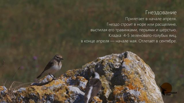 Каменка-плешанка. смотреть онлайн