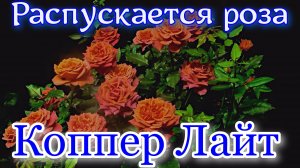 Как распускается роза Коппер Лайт - Copper Light (John Ford Новая Зеландия)