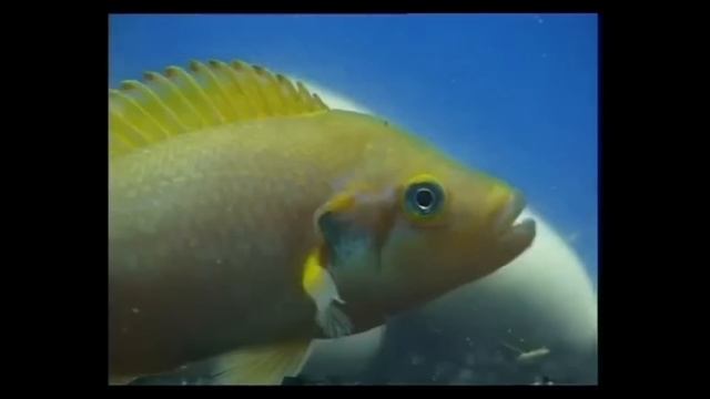 УЖАСЫ ТАНЗАНИИ!!! Царство Первобытного Страха!! #африка смотреть онлайн