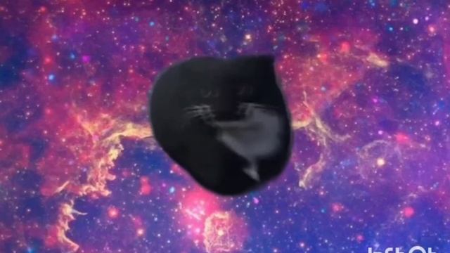 Кот максвелл танцует в разных местах 😺😺😺