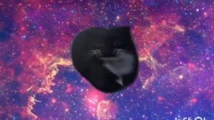 Кот максвелл танцует в разных местах 😺😺😺