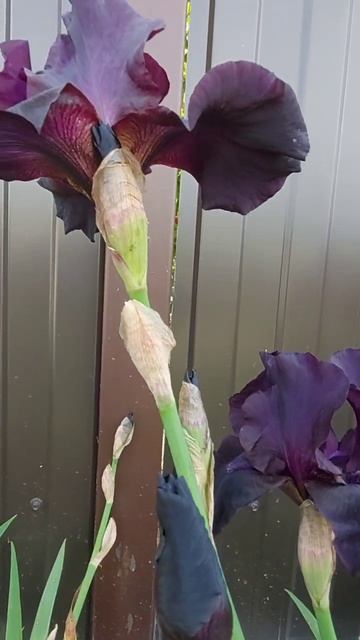 Черные ирисы. смотреть онлайн