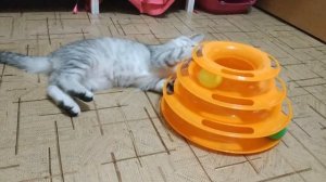 ШОТЛАНДСКИЙ ПРЯМОУХИЙ КОТЕНОК ИГРАЕТ 😻 КОТЫ  ПРИКОЛЫ ИГРЫ С КОТЯТАМИ  Скоттиш страйт
