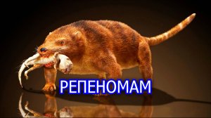 Репеномам. Млекопитающее, которое питалось динозаврами. Вымершее животное. Видео про животных