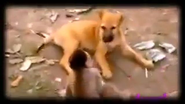 Прикольное видео с животными ! смотреть онлайн