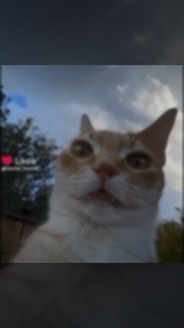 ок смотреть онлайн