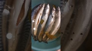 скумбрия горячего копчение