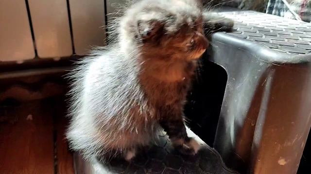 котята, дата рождения 9.04.2025