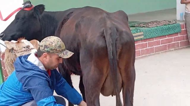 😱😱Се сар гови Чушои фуруши. 21-Апрел тел 909 50 04 50. Навор смотреть онлайн