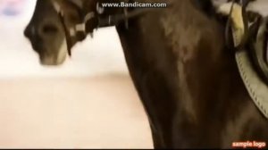 Конный спорт. Конкур. #лошади.#падения.