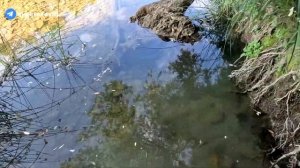 ПЕРВАЯ УДАЧНАЯ ОХОТА с ПНЕВМАТИЧЕСКОЙ ВИНТОВКОЙ Hatsan 12