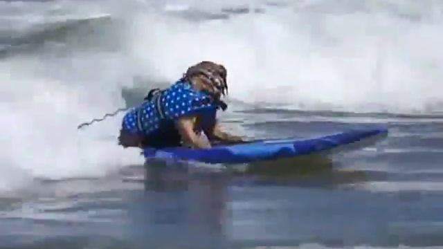 собачий серфинг