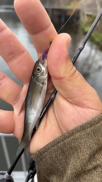 Разловил свой CF Sub zero по белой рыбе смотреть онлайн