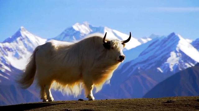 ТИБЕТ. УСПОКАИВАЮЩАЯ МУЗЫКА.Tibet. Relax video, Tibetan flute. смотреть онлайн