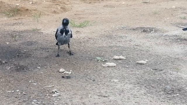 Вороны тестируют 'мясные' котлеты / Hooded crows test feed minced 'meat смотреть онлайн