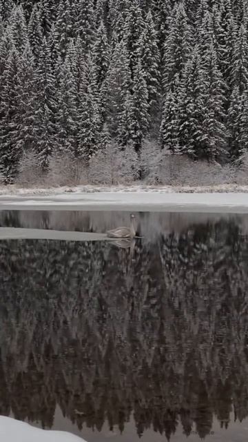 Не успел улететь смотреть онлайн