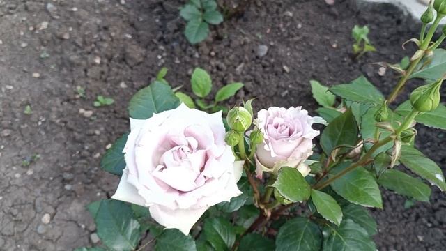 Динская. 26.05. День бабушек. смотреть онлайн