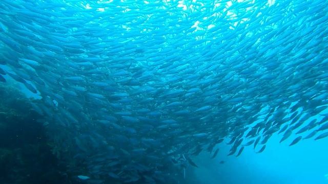 Филиппины. Сардины