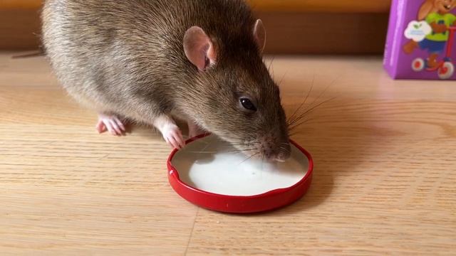 Крысы любят молоко, но им нельзя. #cuterats #домашниекрысы #