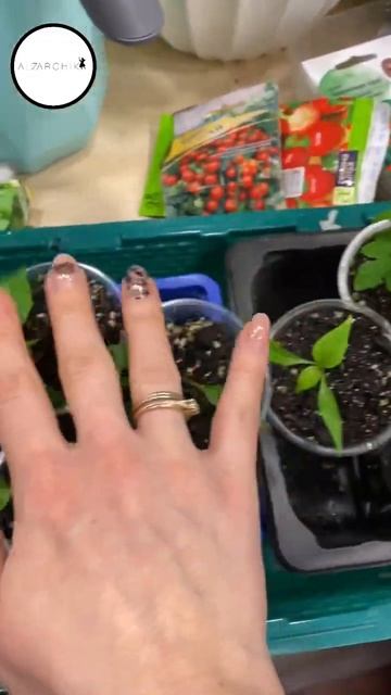 Мега планы огорода на подоконнике🪴Микрозелень, перч? смотреть онлайн