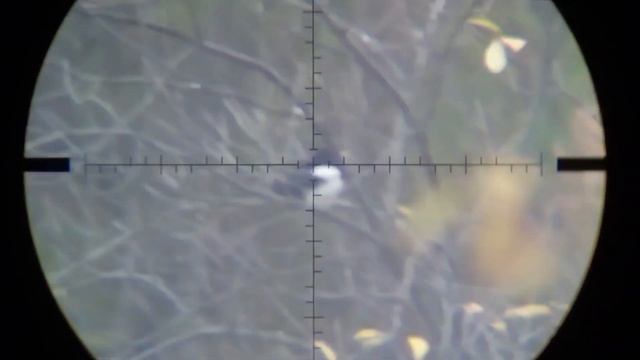 Кроухантинг.Псп.охота на ворон,сорок,грачей. Осенний-з