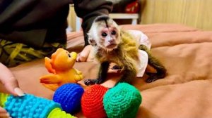 МЫ УХАХАТАЛИСЬ! Финька настоящий БЕГУН-СПРИНТЕР