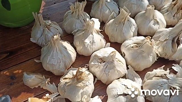 ВНИМАНИЕ!!! ПРОДАЖА НАБОРОВ БУЛЬБОЧКИ ЧЕСНОКА РОКАМБО? смотреть онлайн