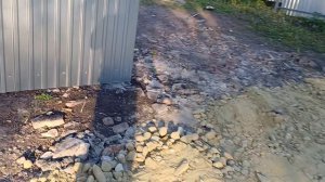 выращивание карпа в садке.