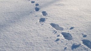 ❄️🌨️ «Снег кружится» слова Лидии Козловой, музыка С