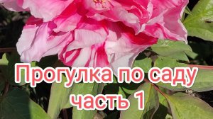 Прогулка по саду, часть 1