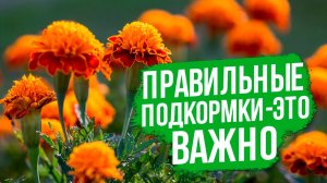 ПРАВИЛЬНАЯ схема подкормок и полива БАРХАТЦЕВ.