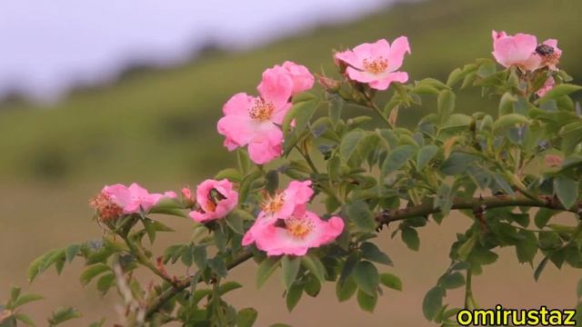 ПОЛЬЗА ШИПОВНИКА🍂Для Организма.    Кому нельзя пить ч?