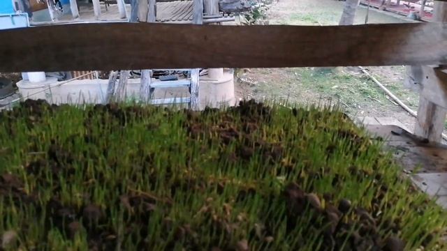 Витграсс своими руками. Вкус неповторимый, польза незаменимая! смотреть онлайн