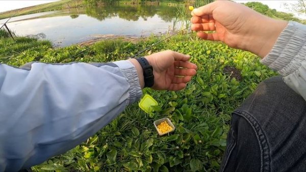 Карп.Карась. Звуки природы