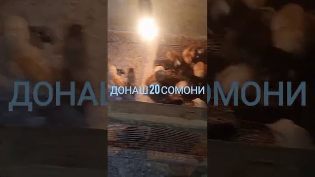 ЧУЧАХОИ ФУРУШИ. ВИДЕО АЗ КАНАЛИ ДЖОМИ ТВ @ДЖОМИТВДжамш