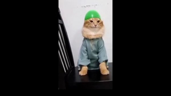 Tab tabi tab cat - мем, оригинал