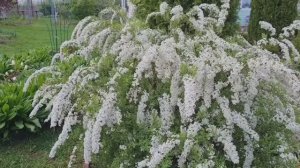 ДАЧА!🏡 ЦВЕТЁТ СПИРЕЯ СЕРАЯ ГРЕФШЕЙМ!